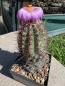 Preview: Thelocactus bicolor